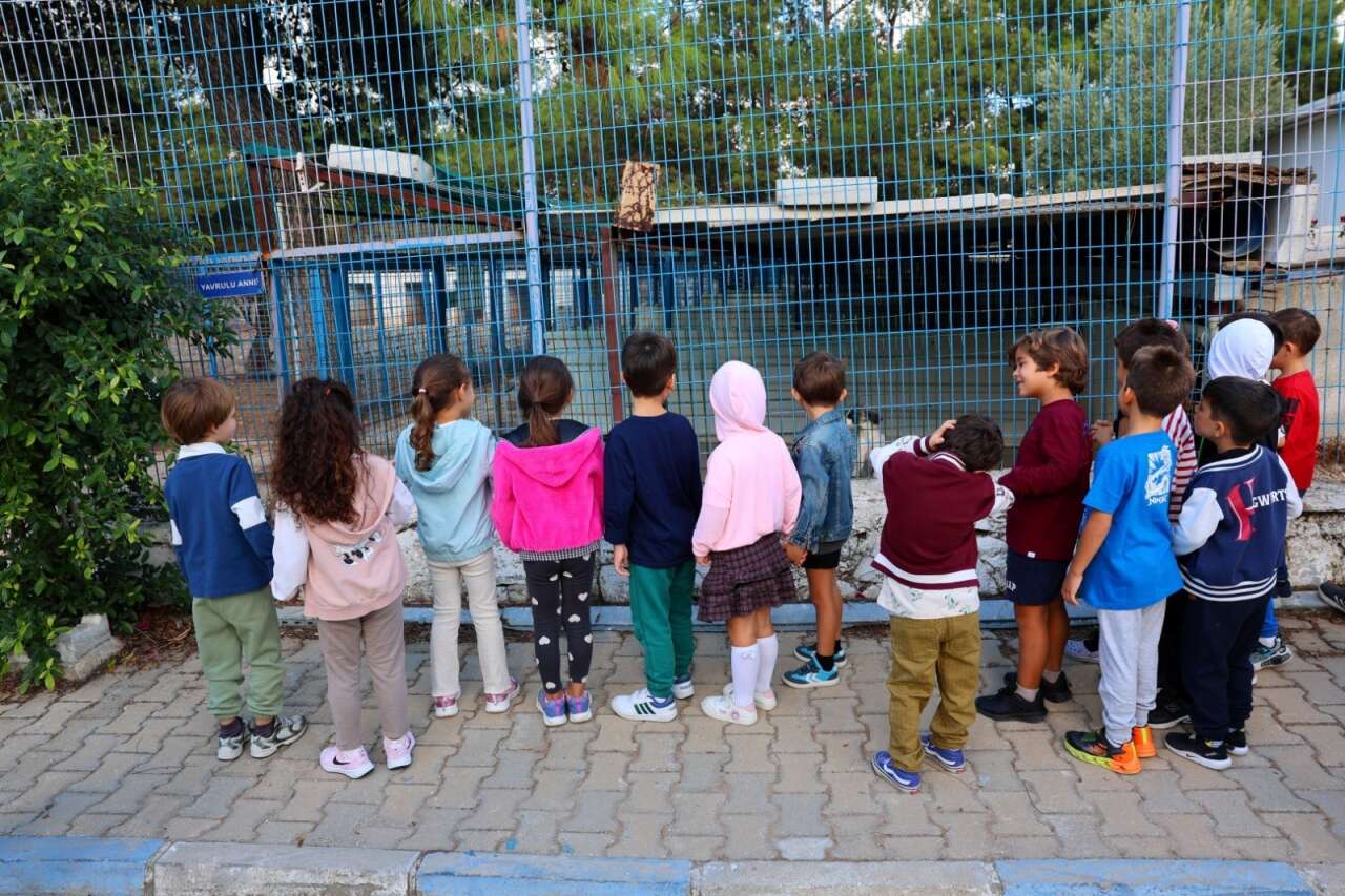 Bodrum Belediyesi’nden Sokak Hayvanlarına Şefkat Eli 1